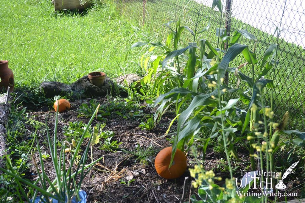 Pumpkin patch