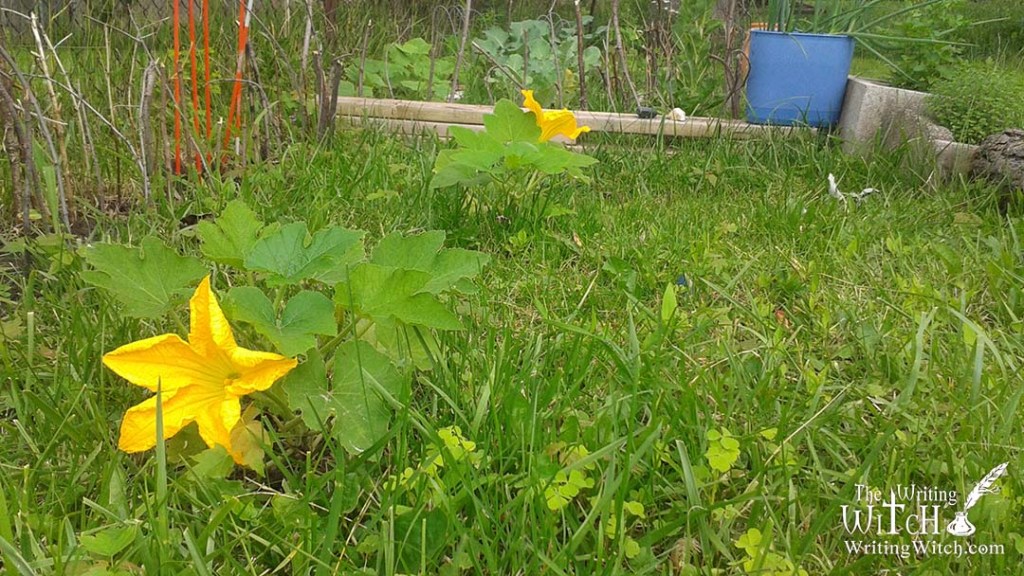 pumpkin vines and flower