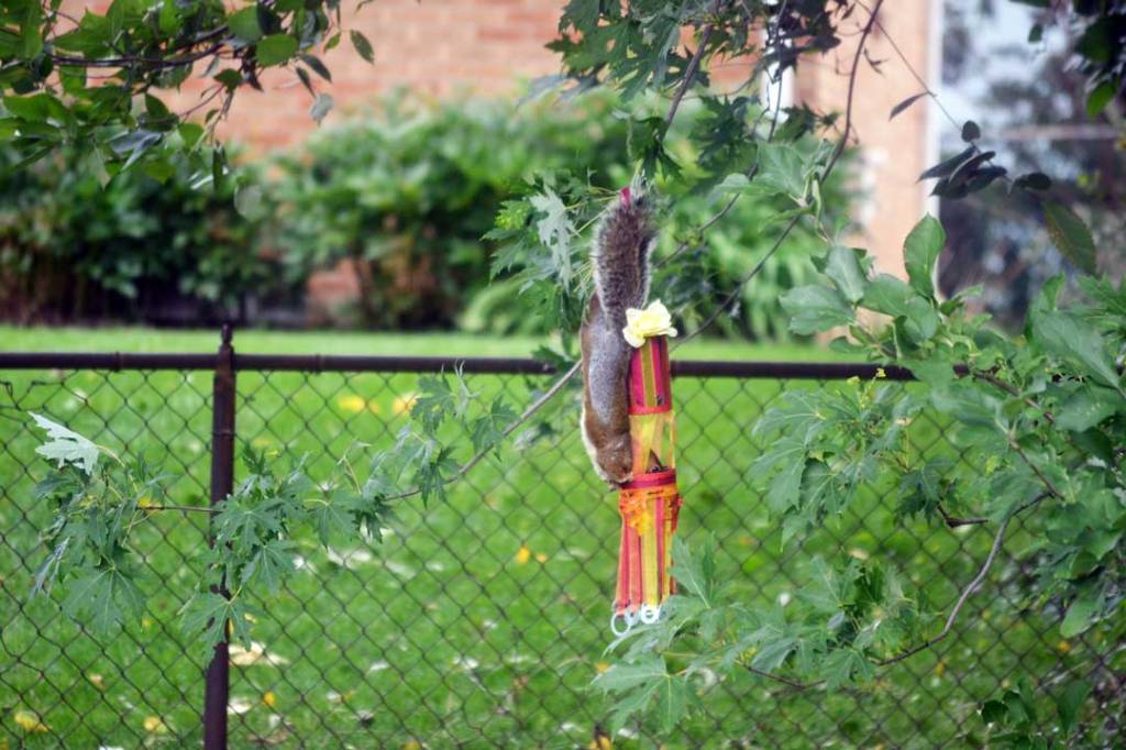 DIY Nature Offering - Wildlif Feeder For The Autumn Equinox