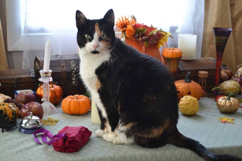 Trinity Cat On November's Eve Samhain Altar
