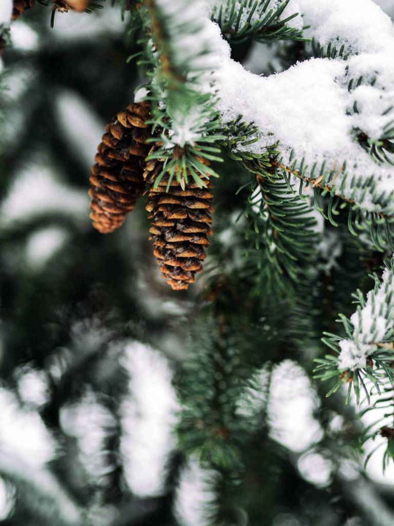 pinecones on an evergreen tree in winter